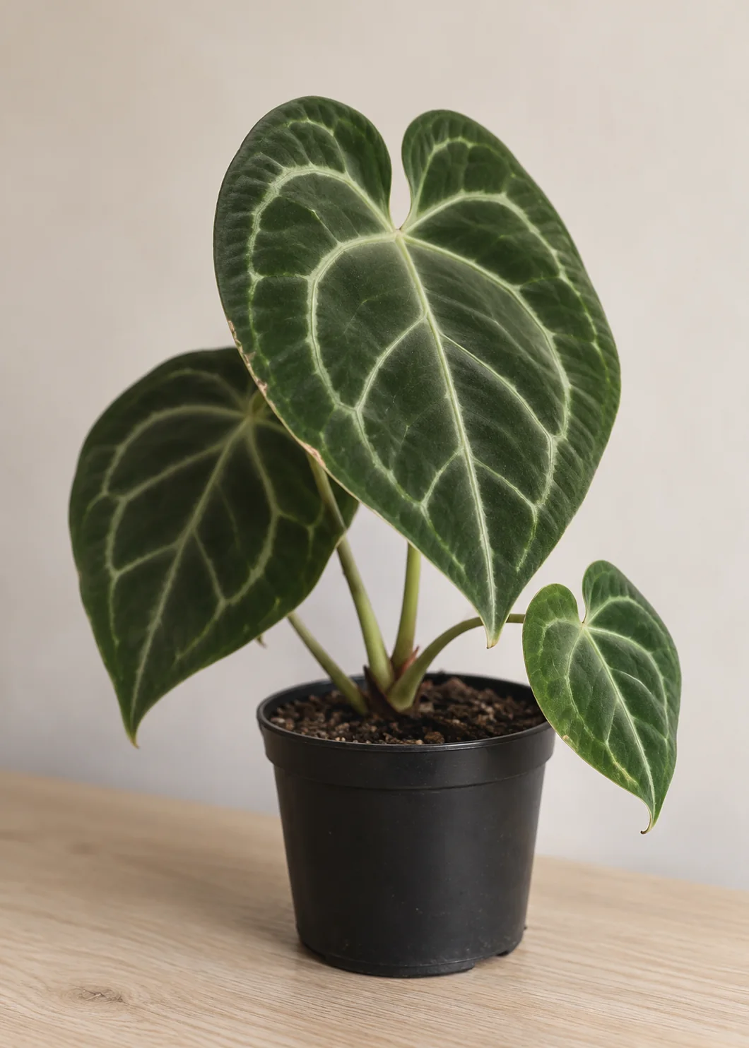 Illustrative velvet-leaf Anthurium study