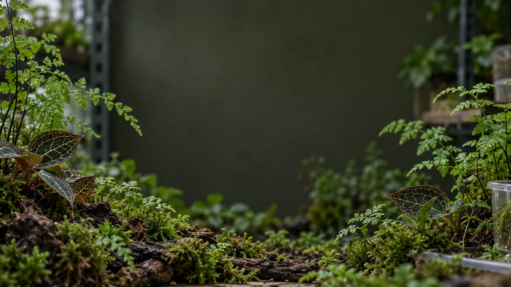Illustrative ferns, jewel-orchid foliage and moss on a nursery propagation shelf
