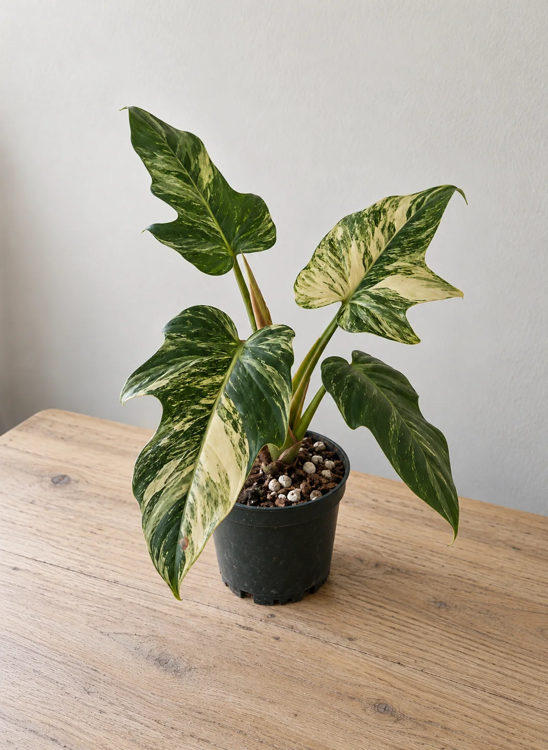 Illustrative variegated Philodendron in a simple nursery pot